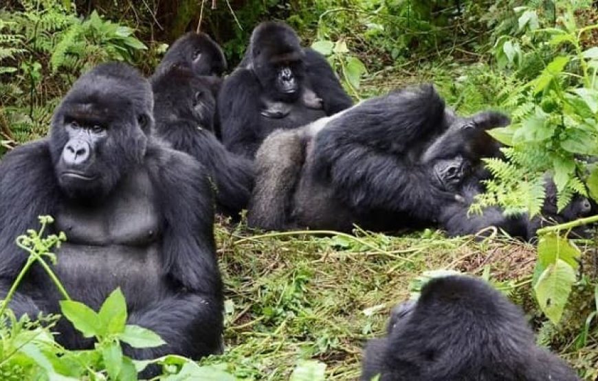 5 Days Gorilla Trekking Rwanda