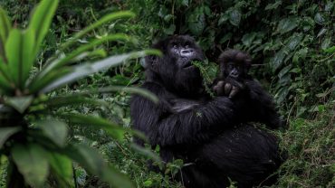 Gorilla family Groups