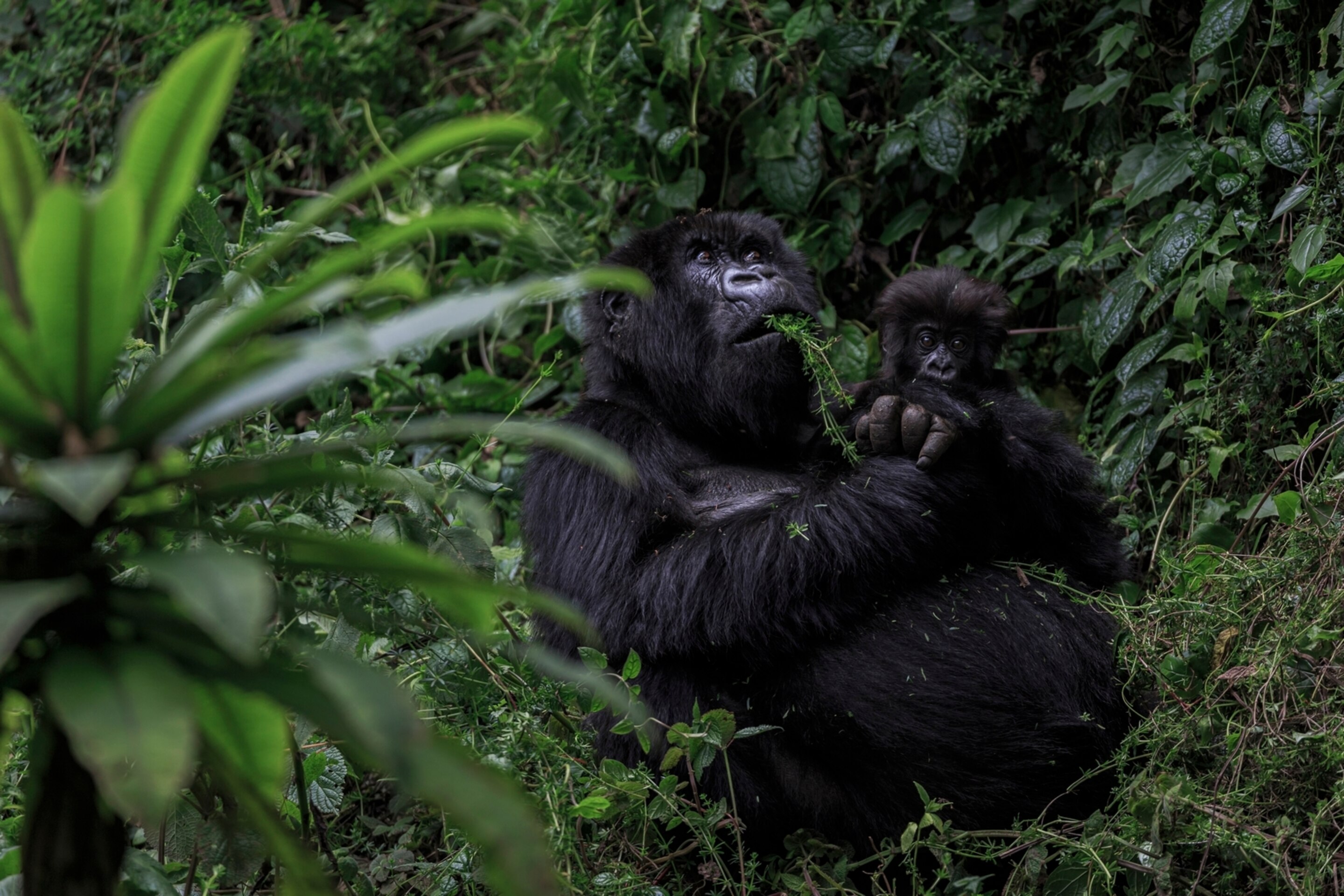 Gorilla family Groups