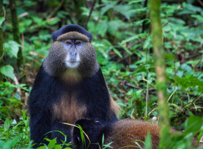 Rwanda Safari Holidays and Tour Packages