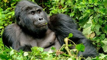 Gorilla Trekking in Bwindi