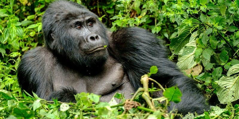 Rwanda Safari Holidays and Tour Packages