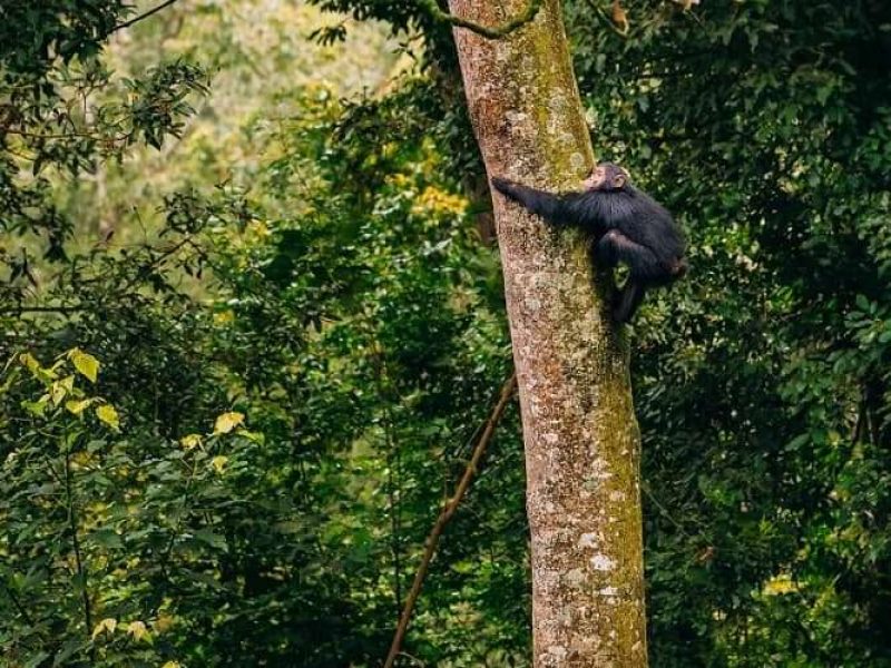 4 Days Chimps Trekking & Canopy Walk Trail Hike