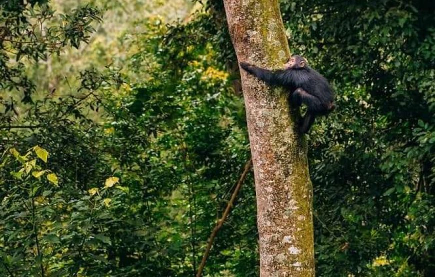 4 Days Chimps Trekking & Canopy Walk Trail Hike