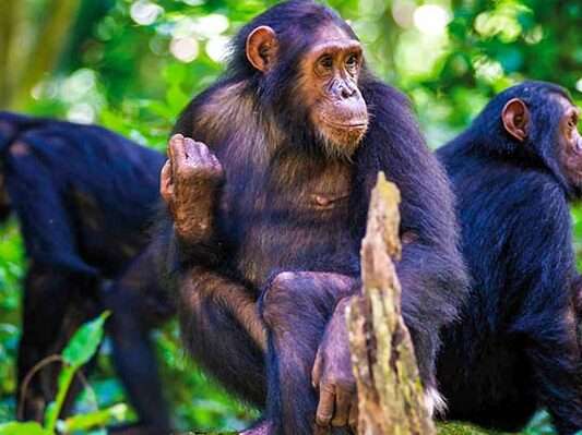 6 Days Great Apes of Rwanda