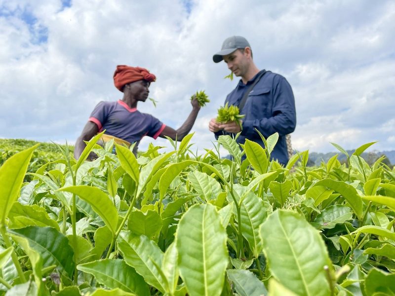 Tea Immersion Tour