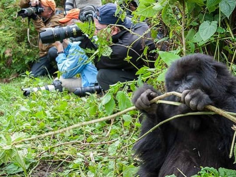 Rwanda Safari Holidays and Tour Packages