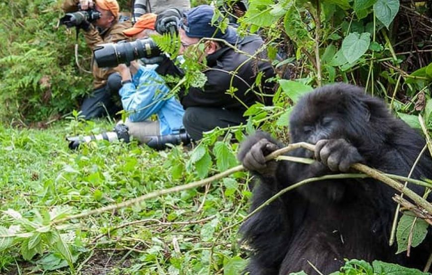1-Day Gorilla Trekking Express