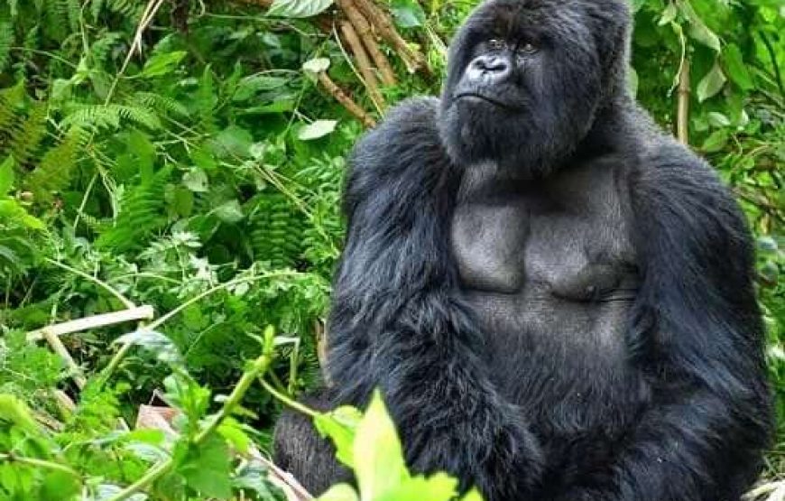 5 Days Gorilla Trekking Rwanda