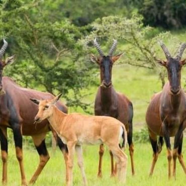 Lake Mburo National Park