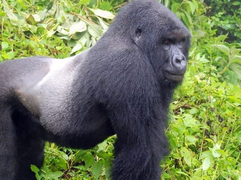 6-Day Rwanda-Uganda Gorilla Tour