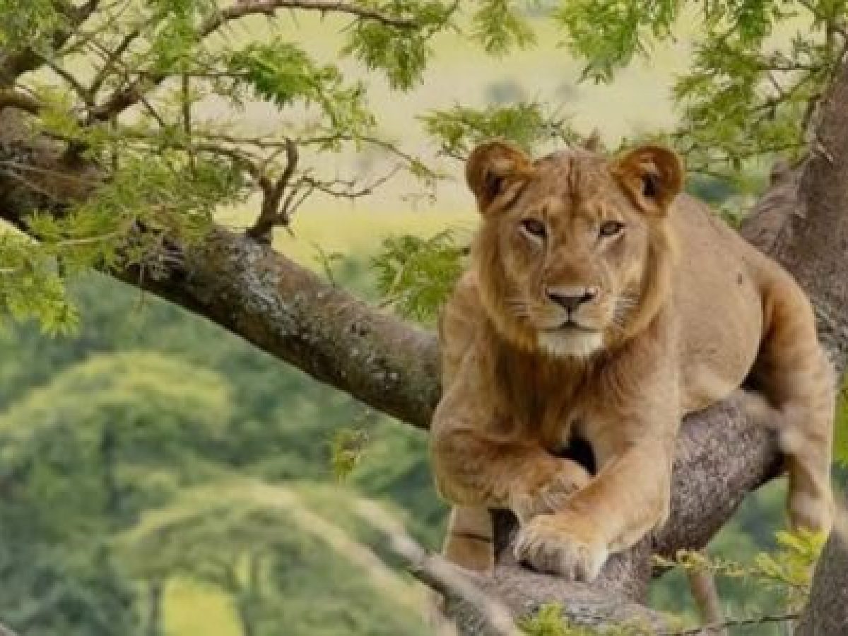 The Tree Climbing Lions of Ishasha
