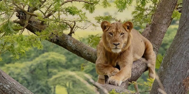 8 Days Remarkable Uganda Primates Safari