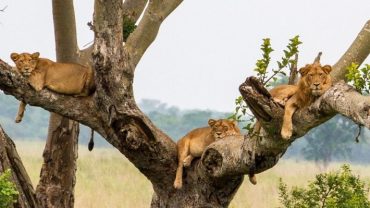 The Tree Climbing Lions of Ishasha