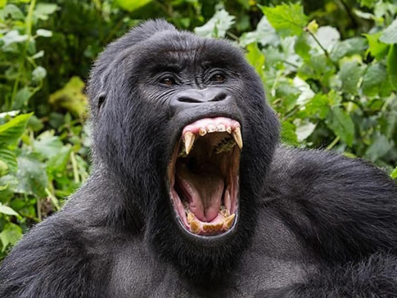 3-Day Rwanda Gorilla Safari