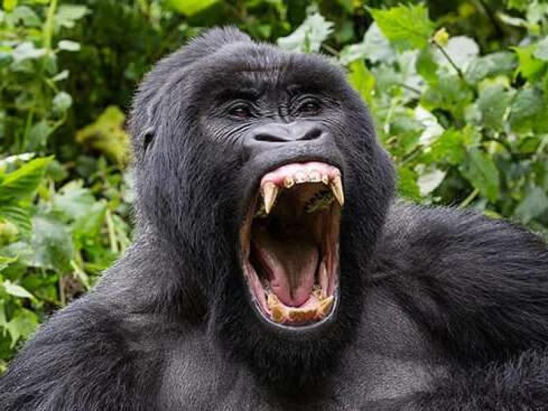 3 Days Fly-in Gorilla Trekking Safari In Bwindi