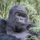 Rwanda Safari Holidays and Tour Packages
