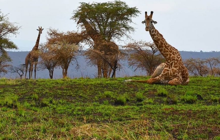 10 Days Rwanda Wildlife Safari