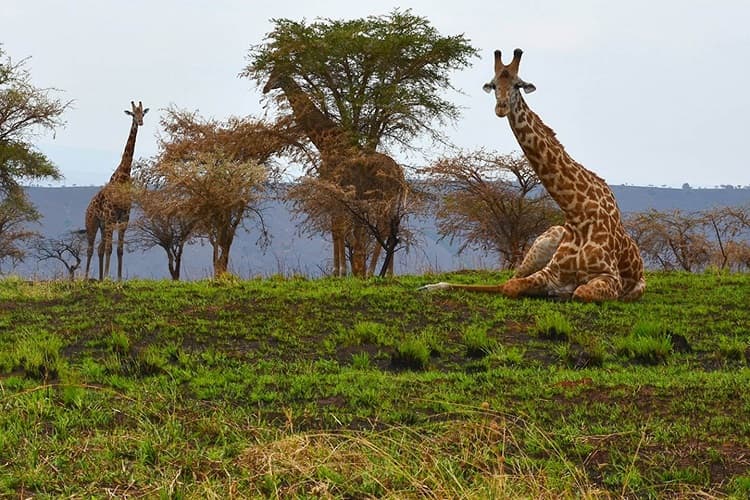 10 Days Rwanda Wildlife Safari