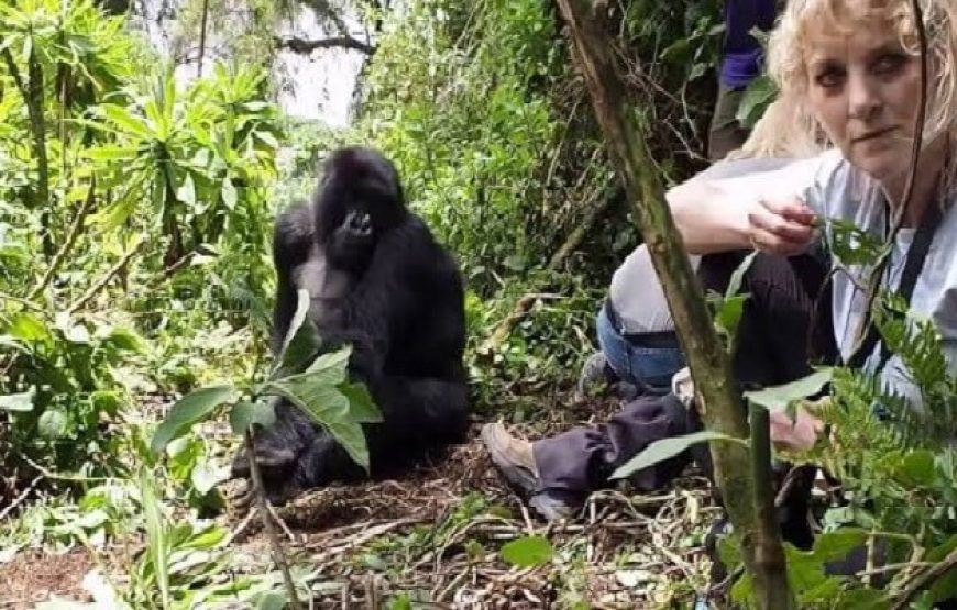 2-Day Tour, Rwanda Gorillas Express