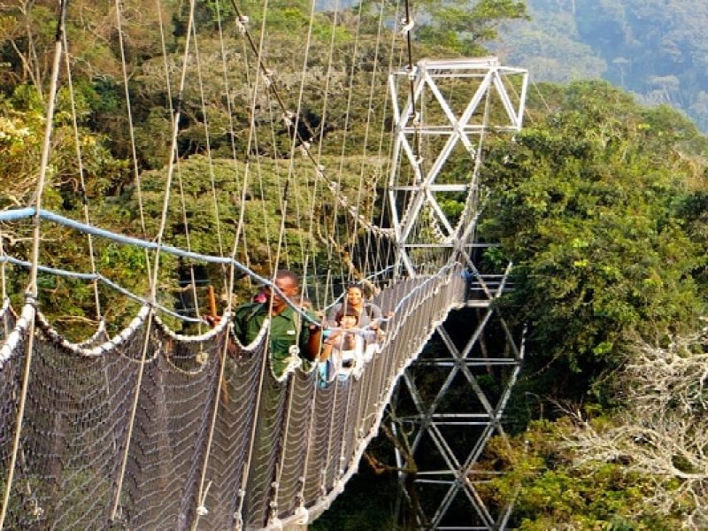 2-Day Tour, Nyungwe National Park