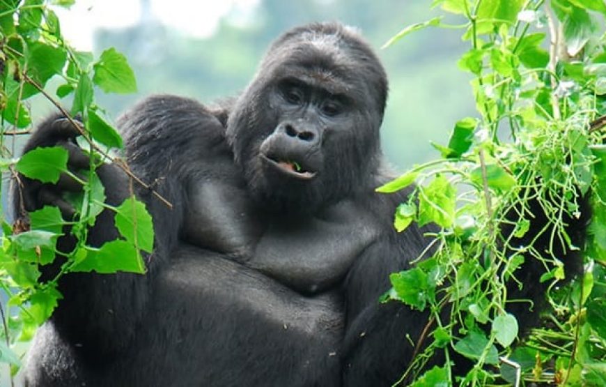 3 Days Uganda Mountain Gorilla Trekking