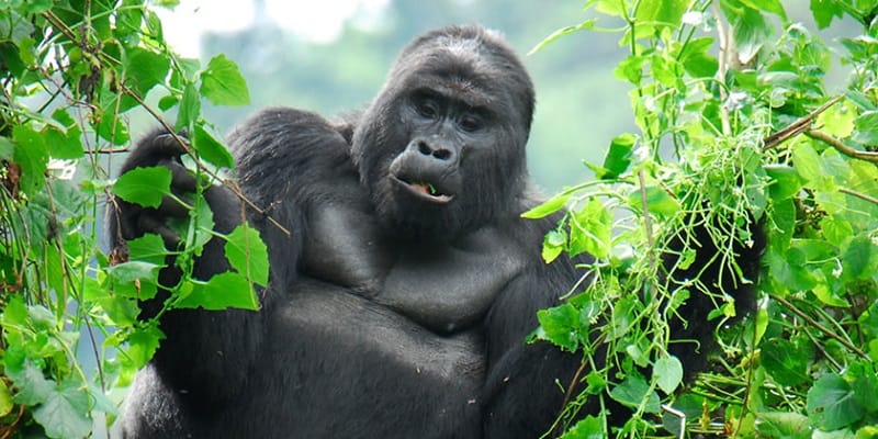 3 Days Uganda Mountain Gorilla Trekking