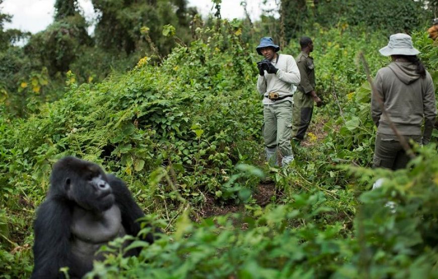 2-Day Tour, Rwanda Gorillas Express
