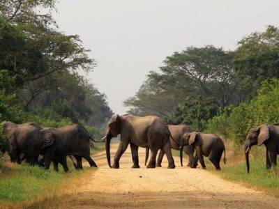 uganda-wildlife-safari-holiday