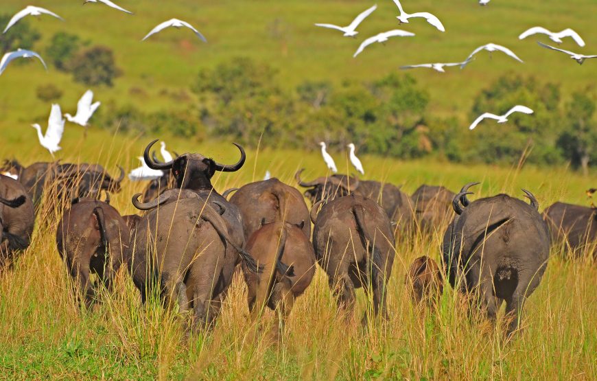 4 Days Wildlife of Uganda