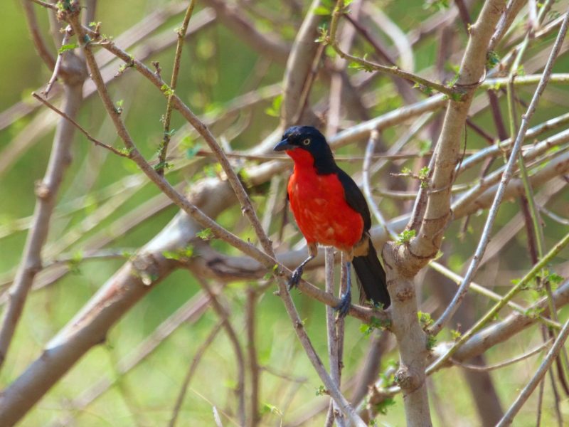 3 Days Birding Akagera National Park