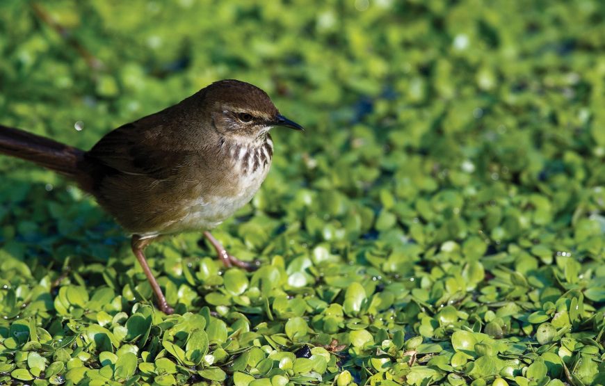 7-Day Birding & Wildlife Safari in Rwanda