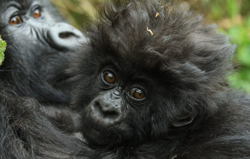 3 Days Rwanda Gorilla Safari and Golden Monkey Trekking