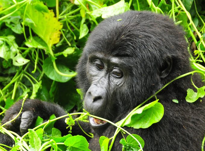 3-days Gorilla trekking Combo – Rwanda – Uganda