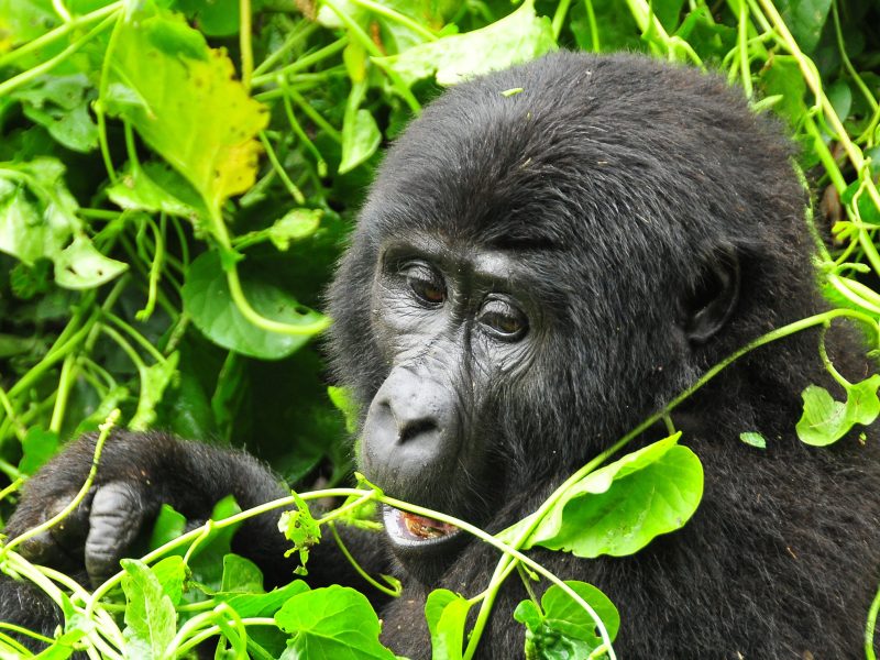 3-days Gorilla trekking Combo – Rwanda – Uganda