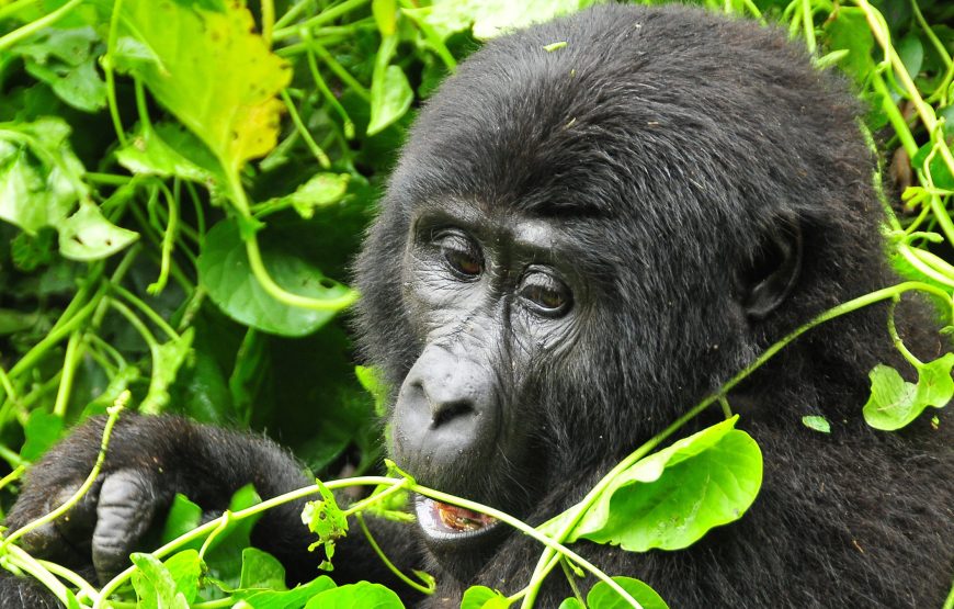 3days Gorilla trekking Combo – Rwanda – Uganda