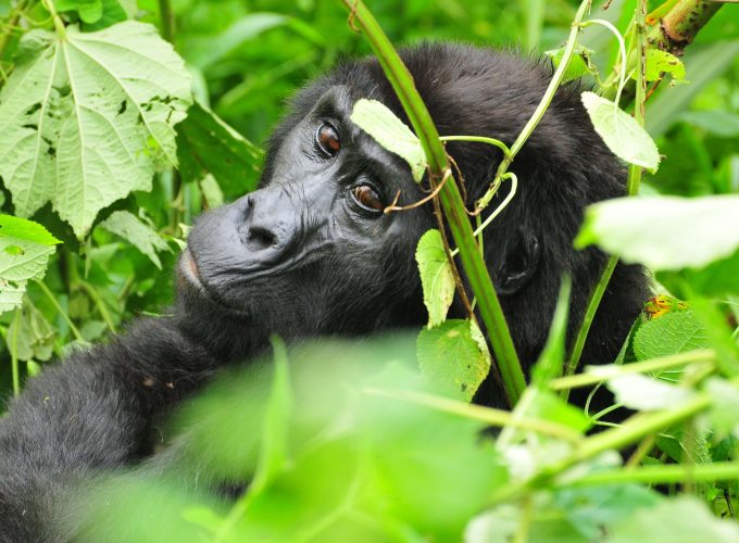 3 Days Uganda Mountain Gorilla Trekking