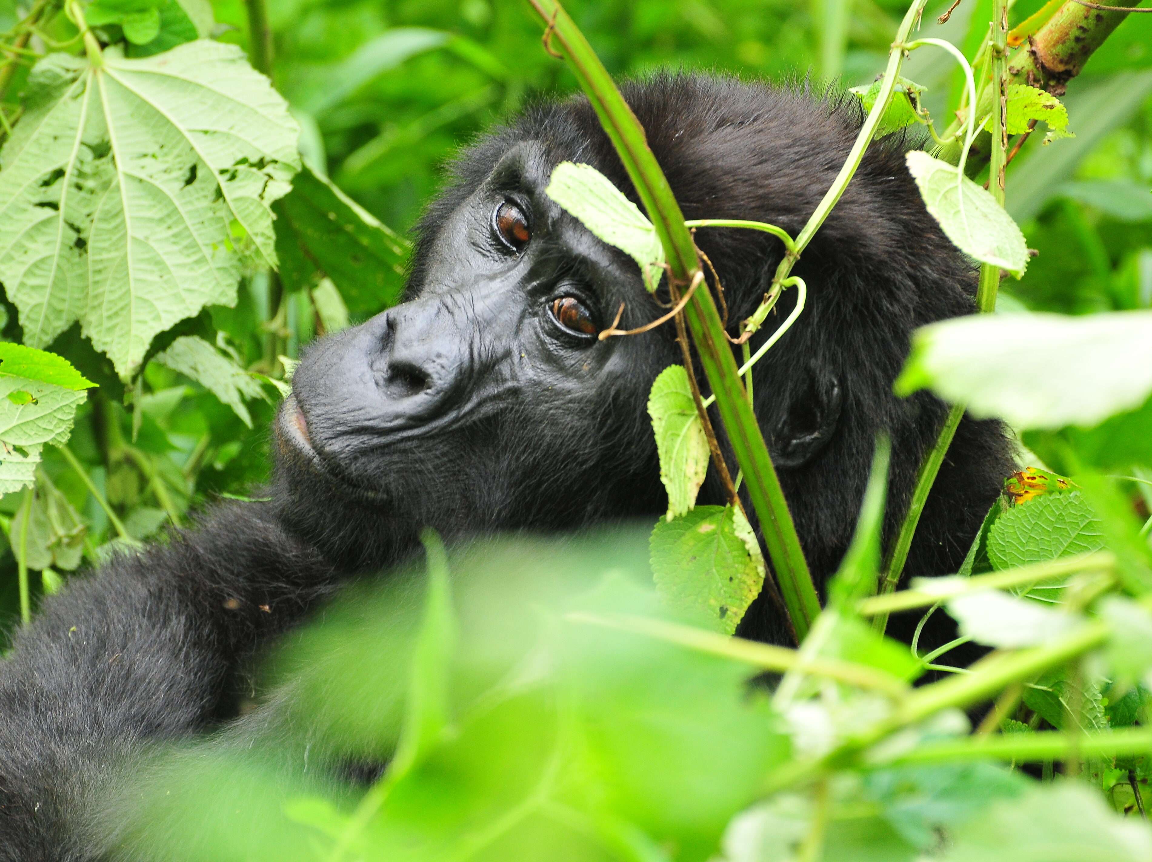 3 Days Uganda Mountain Gorilla Trekking