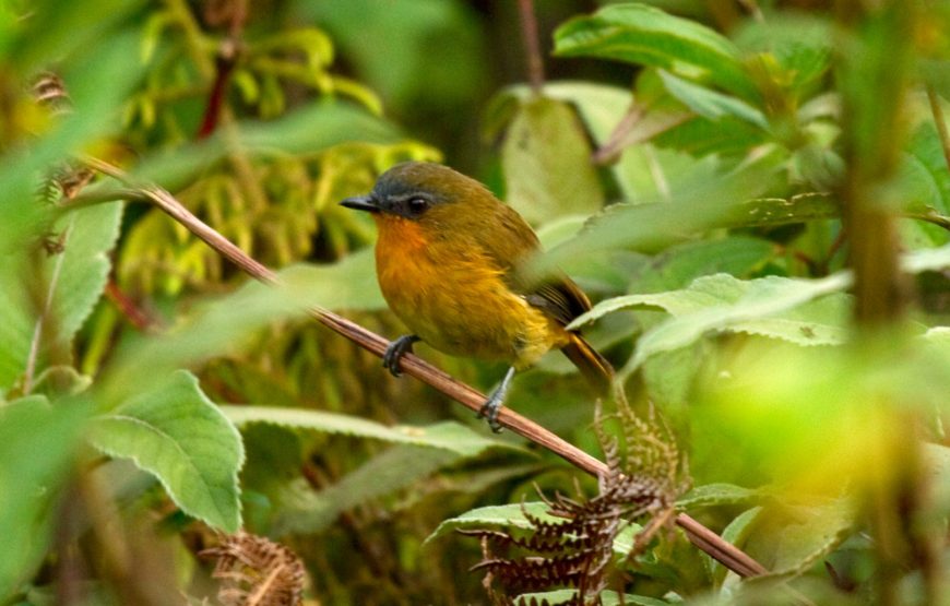 3 Days Birding Akagera National Park