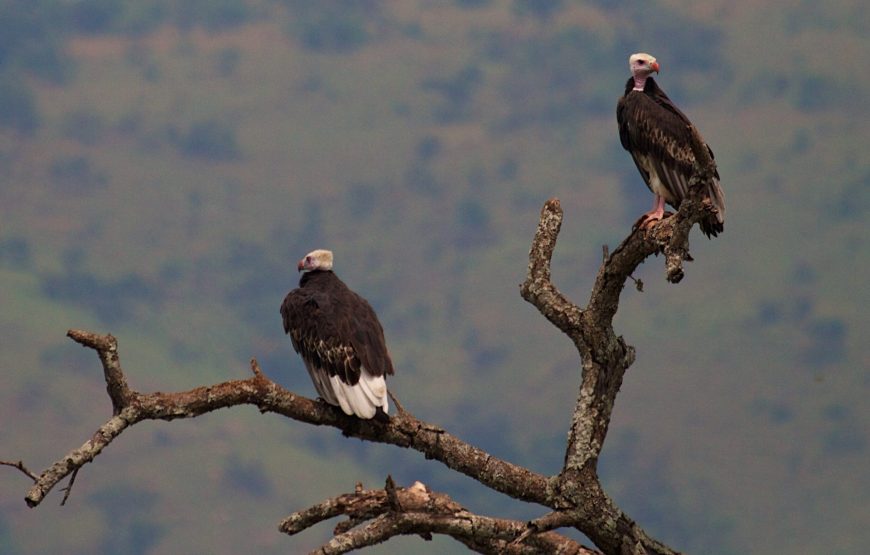 7-Day Birding & Wildlife Safari in Rwanda
