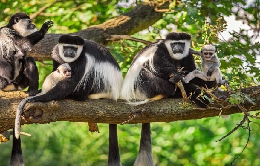 Three-Day Tour – Nyungwe Primates Tour