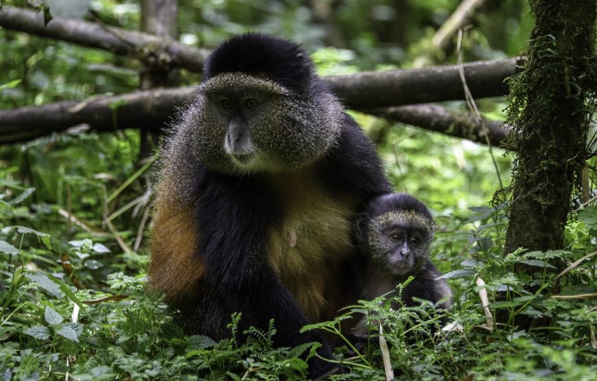 3 Days Rwanda Gorilla Safari and Golden Monkey Trekking