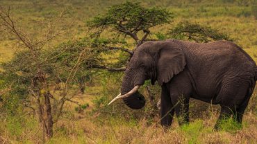 The Big Five Safari in Uganda