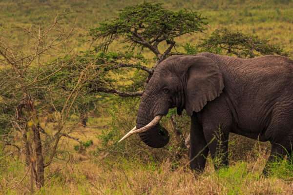 The Big Five Safari in Uganda