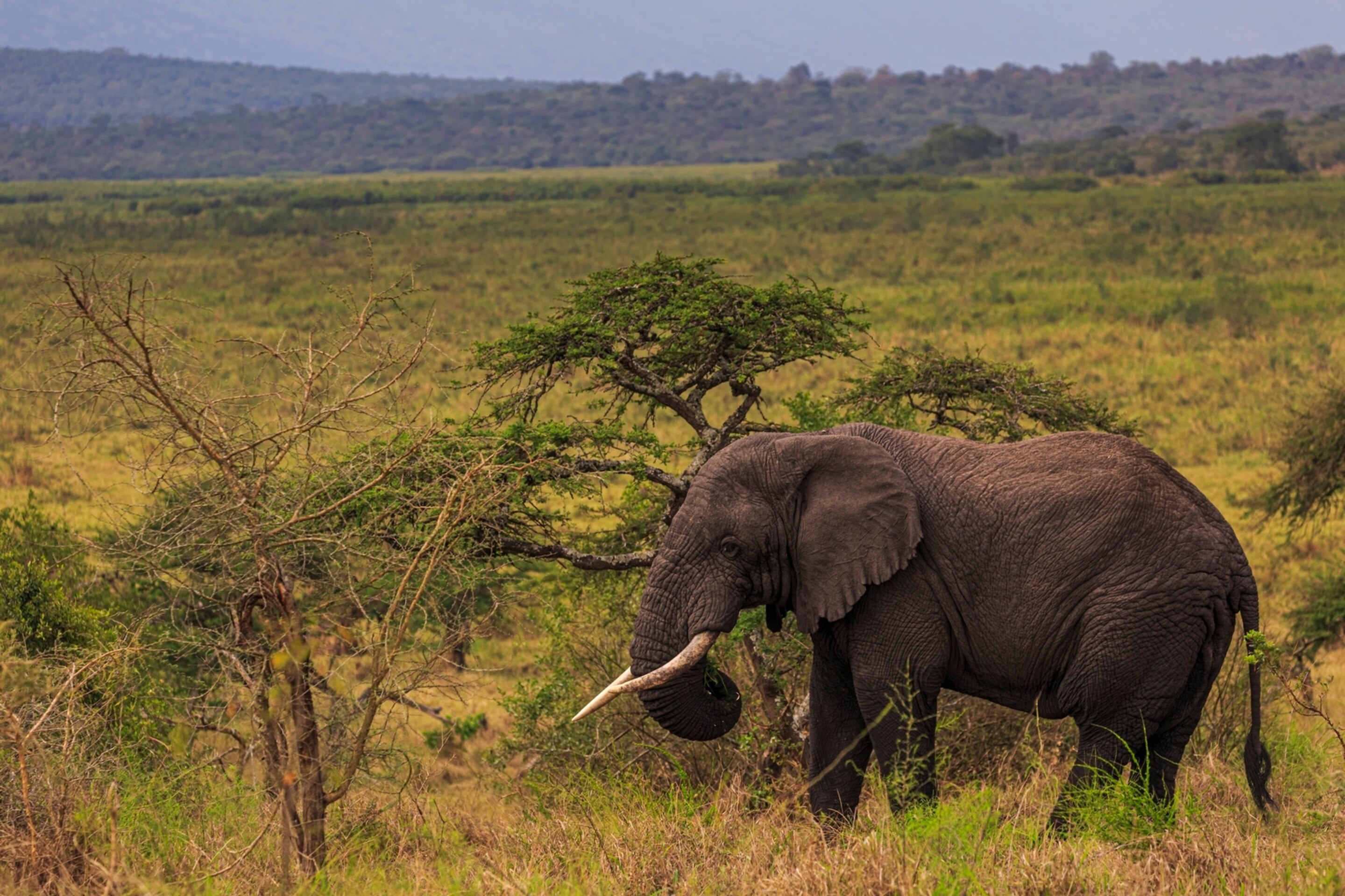 10 Days Rwanda Wildlife Safari