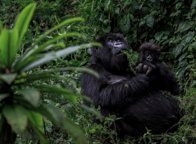 Mountain Gorilla Trekking Express