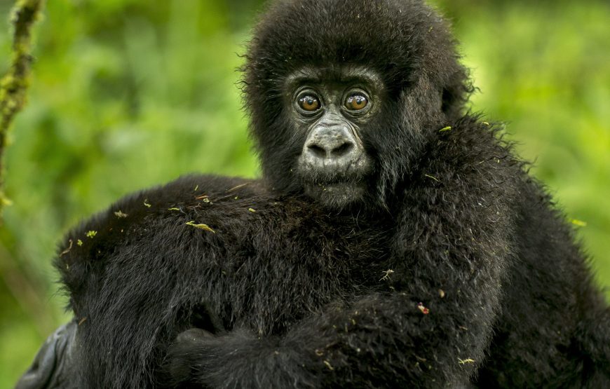 MOUNTAIN GORILLAS TREKKING EXPRESS
