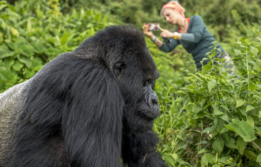 Mountain Gorilla Trekking Express