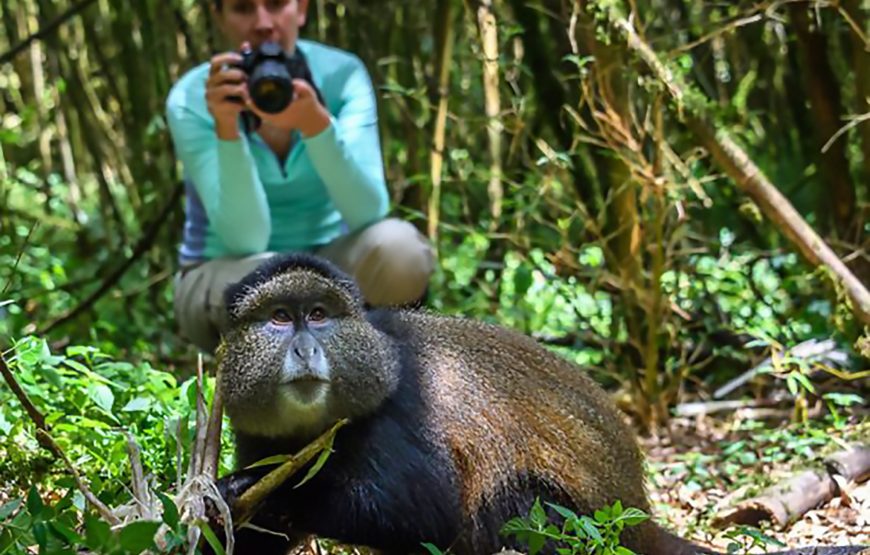 Golden Monkey Trekking