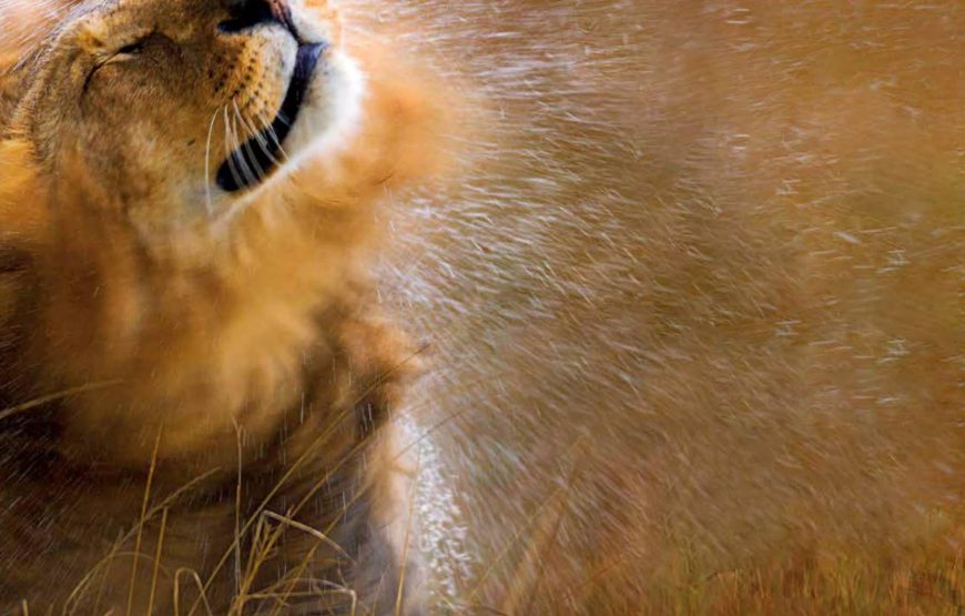 AFRICA’S BIG FIVE SAFARI EXPERIENCE